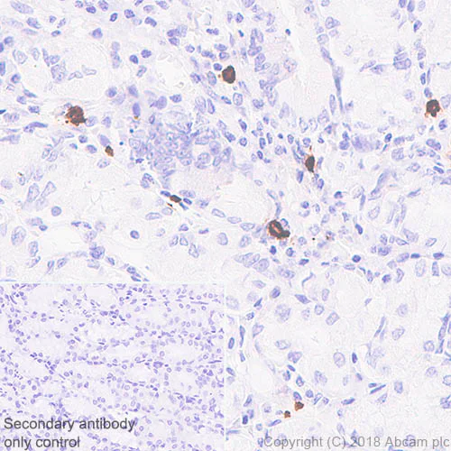 Immunohistochemistry (Formalin/PFA-fixed paraffin-embedded sections) - Anti-Mast Cell Tryptase antibody [EPR8476] - BSA and Azide free (AB227572)