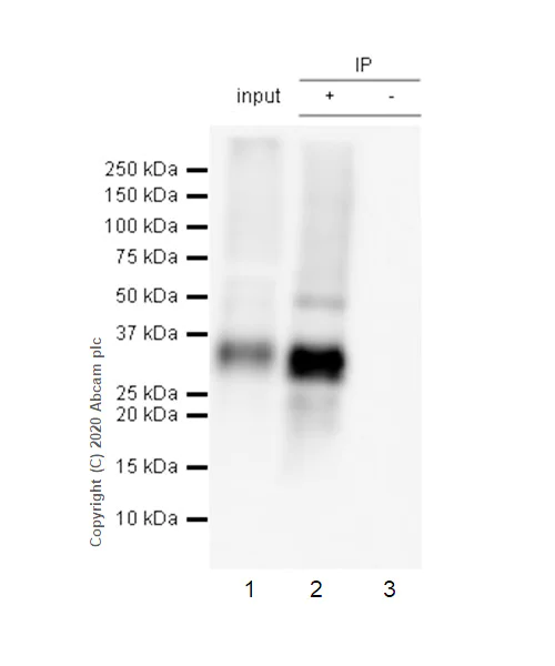 Immunoprecipitation - Anti-Mast Cell Tryptase antibody [EPR9522] - Low endotoxin, Azide free (AB216451)
