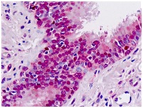 Immunohistochemistry (Formalin/PFA-fixed paraffin-embedded sections) - Anti-MAT1A antibody (AB174687)