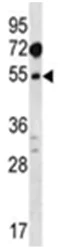 Western blot - Anti-MAT1A antibody (AB174687)