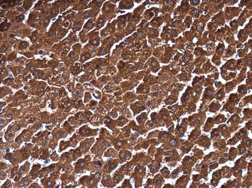 Immunohistochemistry (Formalin/PFA-fixed paraffin-embedded sections) - Anti-MAT1A + MAT2A antibody (AB229608)