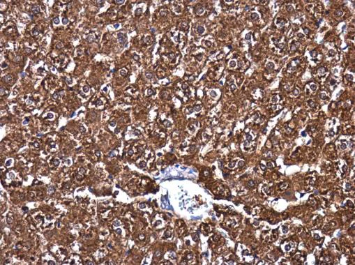 Immunohistochemistry (Formalin/PFA-fixed paraffin-embedded sections) - Anti-MAT1A + MAT2A antibody (AB229608)