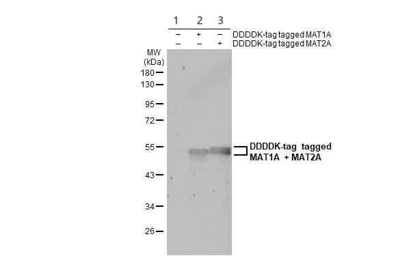 Western blot - Anti-MAT1A + MAT2A antibody (AB229608)
