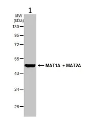 Western blot - Anti-MAT1A + MAT2A antibody (AB229608)