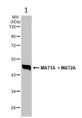 Western blot - Anti-MAT1A + MAT2A antibody (AB229608)