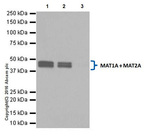 Immunoprecipitation - Anti-MAT1A + MAT2A antibody [EPR19048] (AB192846), expandable thumbnail