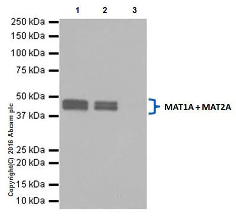 Immunoprecipitation - Anti-MAT1A + MAT2A antibody [EPR19048] (AB192846)