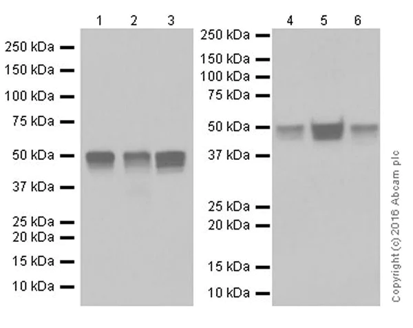 Western blot - Anti-MAT1A + MAT2A antibody [EPR19048] (AB192846)