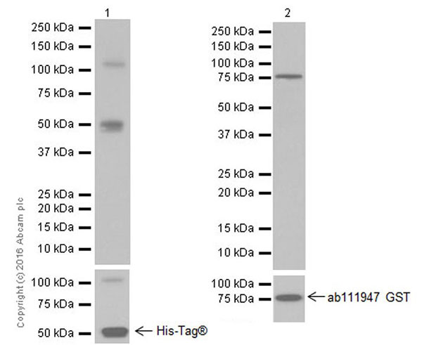 Western blot - Anti-MAT1A + MAT2A antibody [EPR19048] (AB192846), expandable thumbnail