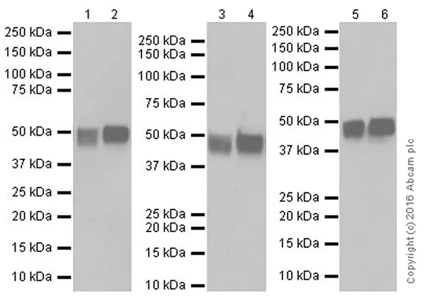 Western blot - Anti-MAT1A + MAT2A antibody [EPR19048] - BSA and Azide free (AB251153)