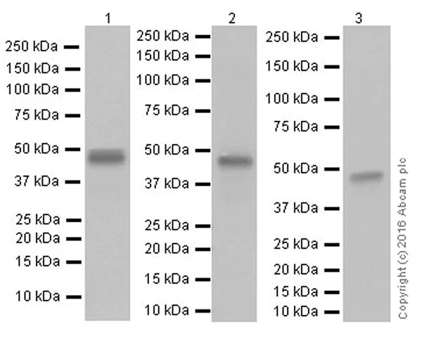 Western blot - Anti-MAT1A + MAT2A antibody [EPR19048] - BSA and Azide free (AB251153)