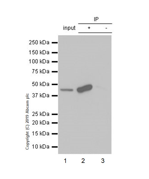 Immunoprecipitation - Anti-MAT1A + MAT2A antibody [EPR7938] (AB129176)