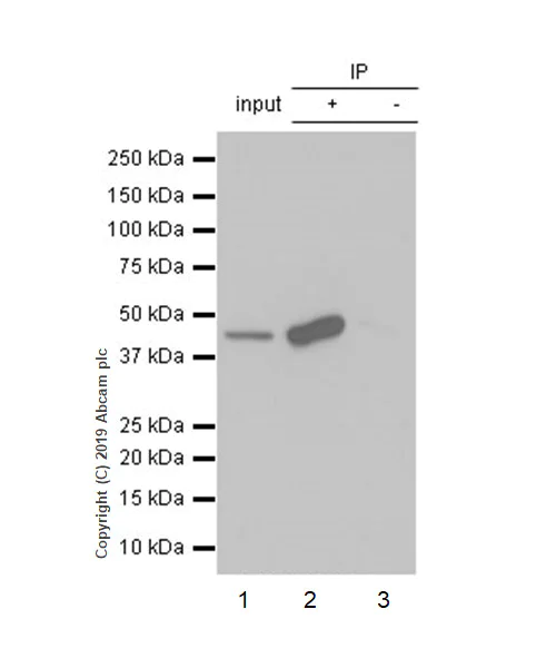Immunoprecipitation - Anti-MAT1A + MAT2A antibody [EPR7938] (AB129176)