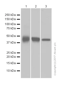 Western blot - Anti-MAT1A + MAT2A antibody [EPR7938] (AB129176)