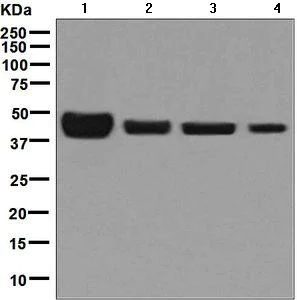 Western blot - Anti-MAT1A + MAT2A antibody [EPR7938] (AB129176)