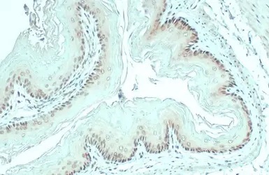 Immunohistochemistry (Formalin/PFA-fixed paraffin-embedded sections) - Anti-MAT2A antibody (AB154343)