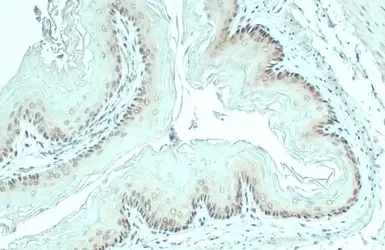Immunohistochemistry (Formalin/PFA-fixed paraffin-embedded sections) - Anti-MAT2A antibody (AB154343)