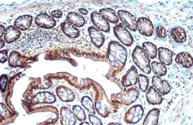 Immunohistochemistry (Formalin/PFA-fixed paraffin-embedded sections) - Anti-MAT2A antibody (AB154343)