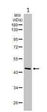 Western blot - Anti-MAT2A antibody (AB154343)