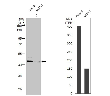Western blot - Anti-MAT2A antibody (AB154343)