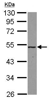 Western blot - Anti-MAT2A antibody (AB154343), expandable thumbnail