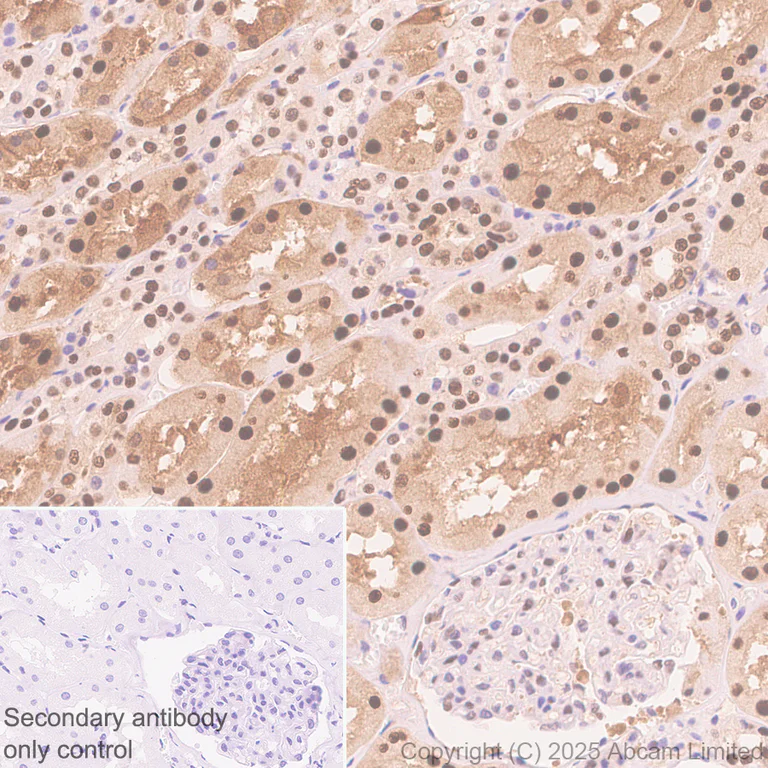 Immunohistochemistry (Formalin/PFA-fixed paraffin-embedded sections) - Anti-MAT2A antibody [EPR30426-504] (AB325713)