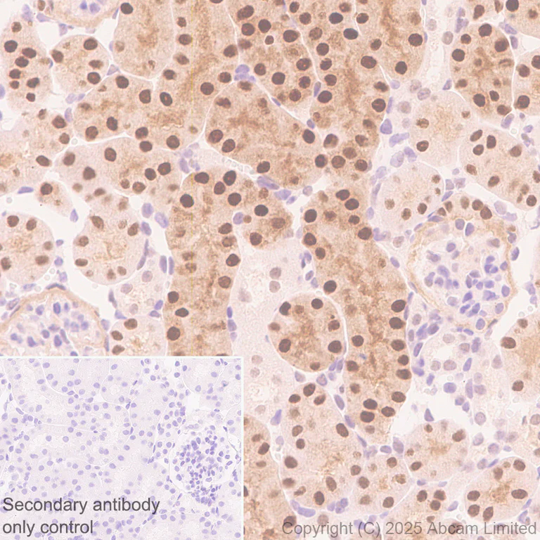Immunohistochemistry (Formalin/PFA-fixed paraffin-embedded sections) - Anti-MAT2A antibody [EPR30426-504] (AB325713)