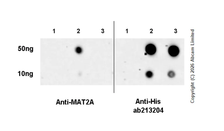 Dot Blot - Anti-MAT2A antibody [EPR30426-504] - BSA and Azide free (AB325768)