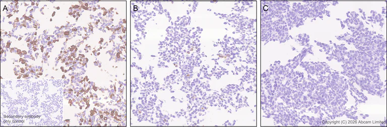 Immunohistochemistry (Formalin/PFA-fixed paraffin-embedded sections) - Anti-MAT2A antibody [EPR30426-504] - BSA and Azide free (AB325768)