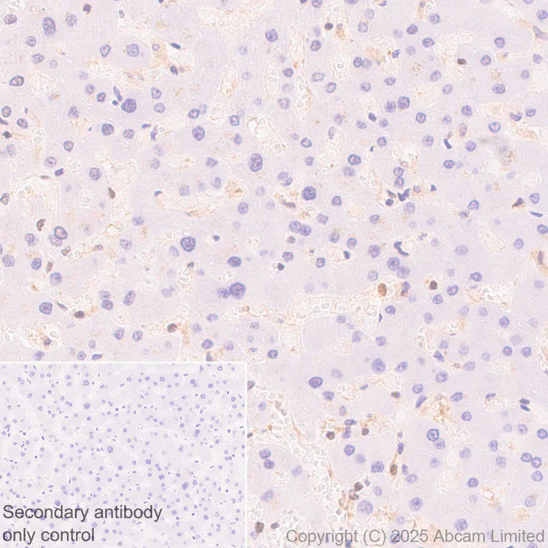 Immunohistochemistry (Formalin/PFA-fixed paraffin-embedded sections) - Anti-MAT2A antibody [EPR30426-504] - BSA and Azide free (AB325768)