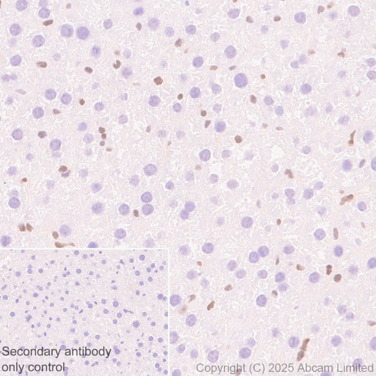 Immunohistochemistry (Formalin/PFA-fixed paraffin-embedded sections) - Anti-MAT2A antibody [EPR30426-504] - BSA and Azide free (AB325768)
