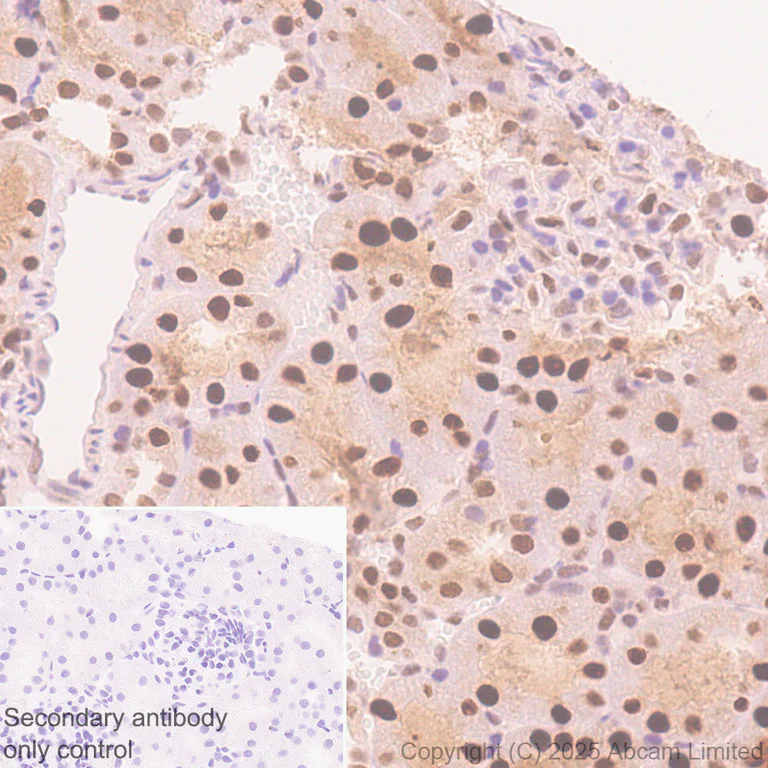 Immunohistochemistry (Formalin/PFA-fixed paraffin-embedded sections) - Anti-MAT2A antibody [EPR30426-504] - BSA and Azide free (AB325768)
