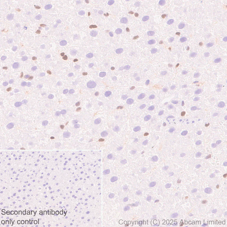 Immunohistochemistry (Formalin/PFA-fixed paraffin-embedded sections) - Anti-MAT2A antibody [EPR30426-504] - BSA and Azide free (AB325768)