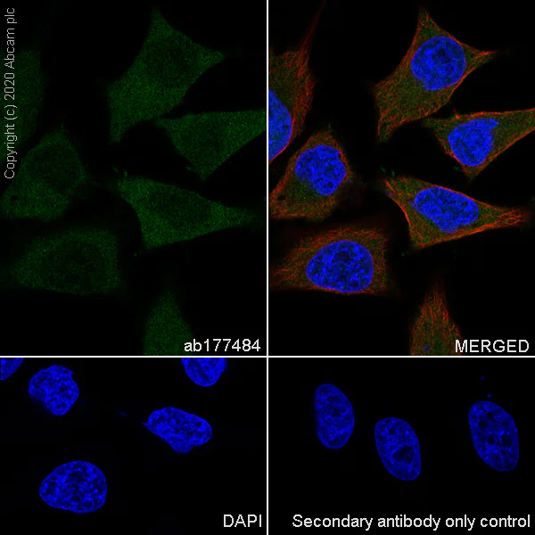 Immunocytochemistry/ Immunofluorescence - Anti-MAT2A+MAT1A antibody [EPR10496] - BSA and Azide free (AB249988)