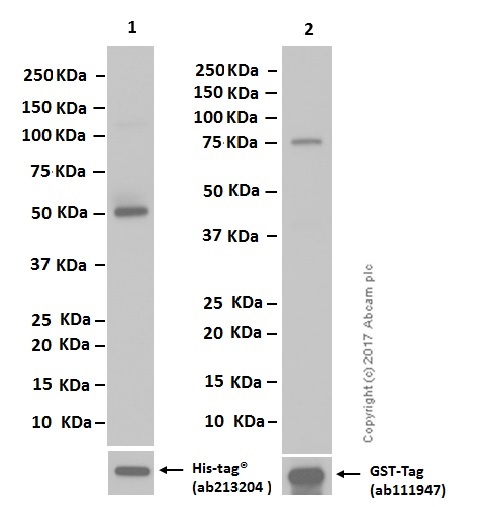 Western blot - Anti-MAT2A+MAT1A antibody [EPR10496] - BSA and Azide free (AB249988), expandable thumbnail