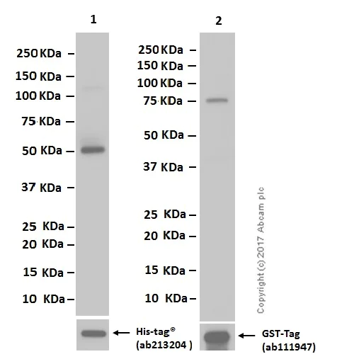 Western blot - Anti-MAT2A+MAT1A antibody [EPR10496] - BSA and Azide free (AB249988)