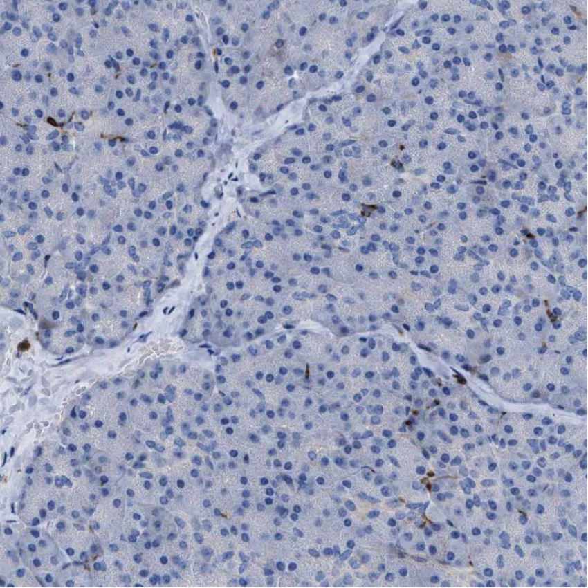 Immunohistochemistry (Formalin/PFA-fixed paraffin-embedded sections) - Anti-MATE-1 antibody (AB224440), expandable thumbnail