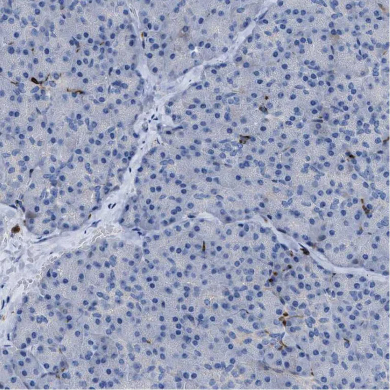 Immunohistochemistry (Formalin/PFA-fixed paraffin-embedded sections) - Anti-MATE-1 antibody (AB224440)