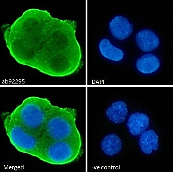 Immunocytochemistry - Anti-MATE-1 antibody (AB92295)