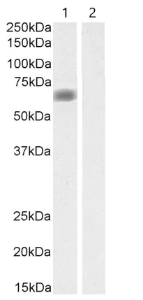 Western blot - Anti-MATE-1 antibody (AB92295)