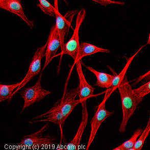Immunocytochemistry/ Immunofluorescence - Anti-MATH2/NEUROD6 antibody (AB85824)