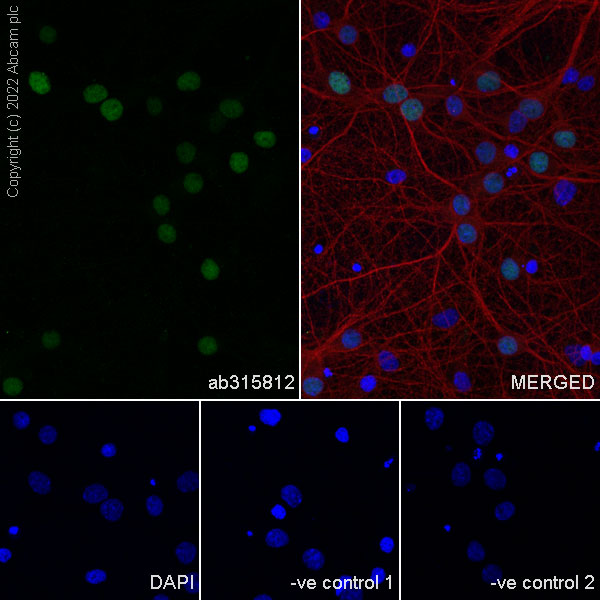 Immunocytochemistry/ Immunofluorescence - Anti-MATH2/NEUROD6 antibody [EPR28660-23] (AB315812), expandable thumbnail