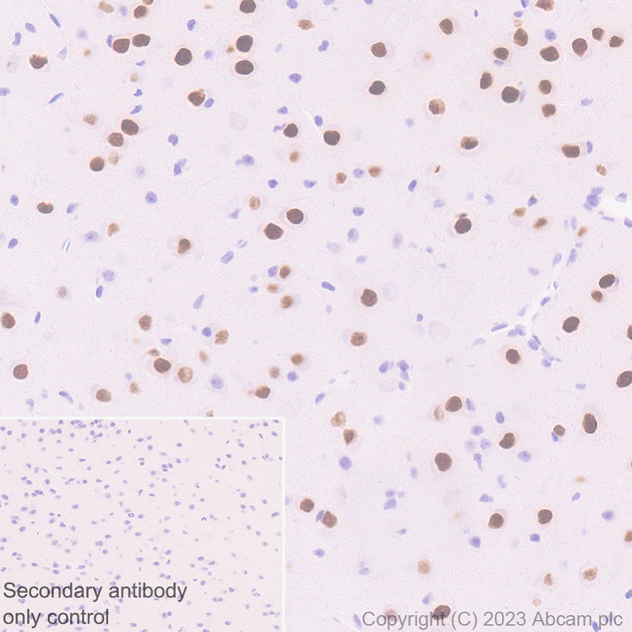 Immunohistochemistry (Formalin/PFA-fixed paraffin-embedded sections) - Anti-MATH2/NEUROD6 antibody [EPR28660-23] (ab315812), expandable thumbnail