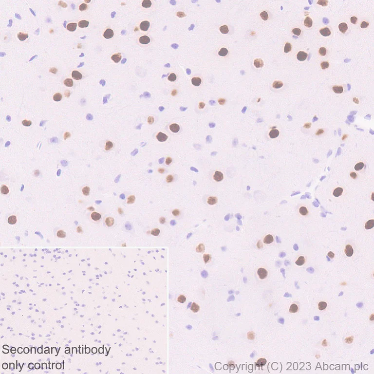 Immunohistochemistry (Formalin/PFA-fixed paraffin-embedded sections) - Anti-MATH2/NEUROD6 antibody [EPR28660-23] (AB315812)