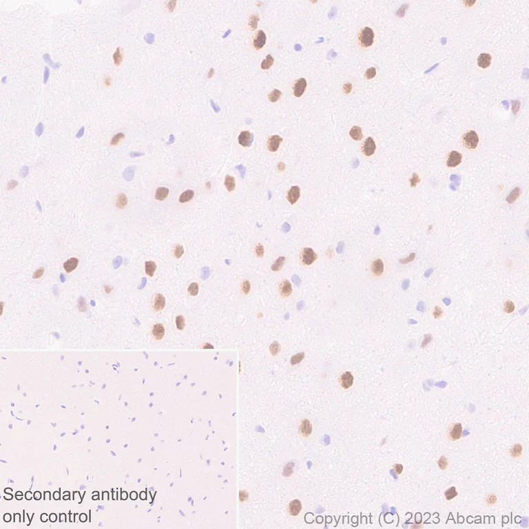 Immunohistochemistry (Formalin/PFA-fixed paraffin-embedded sections) - Anti-MATH2/NEUROD6 antibody [EPR28660-23] (AB315812)