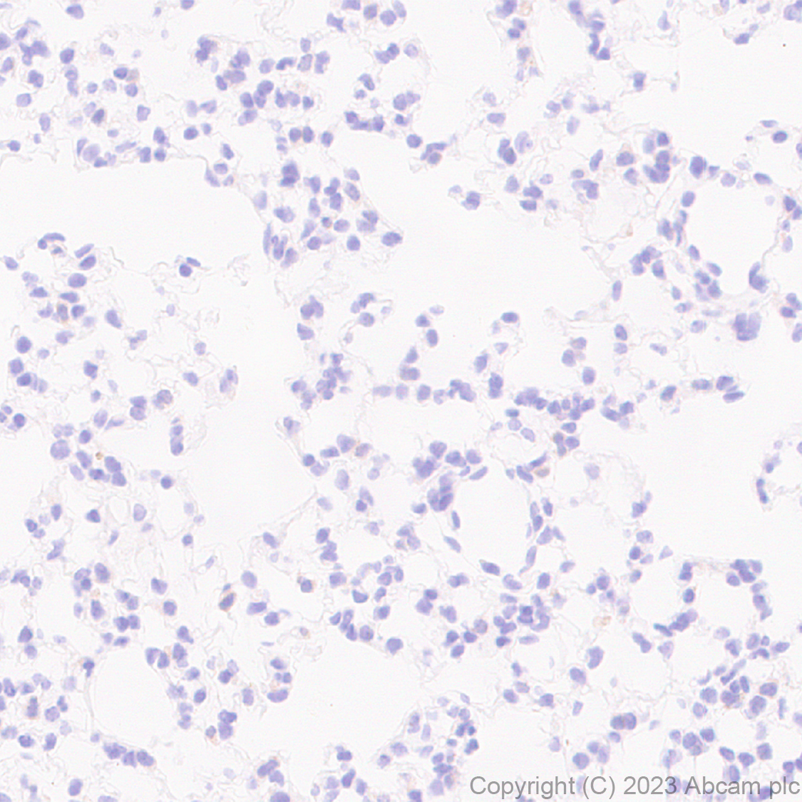 Immunohistochemistry (Formalin/PFA-fixed paraffin-embedded sections) - Anti-MATH2/NEUROD6 antibody [EPR28660-23] (ab315812), expandable thumbnail