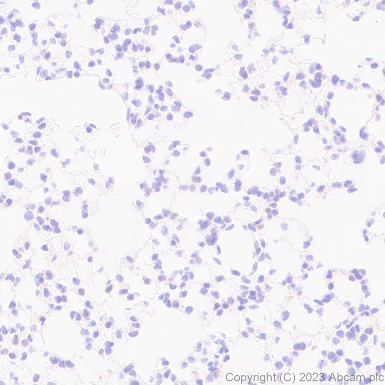 Immunohistochemistry (Formalin/PFA-fixed paraffin-embedded sections) - Anti-MATH2/NEUROD6 antibody [EPR28660-23] (AB315812)
