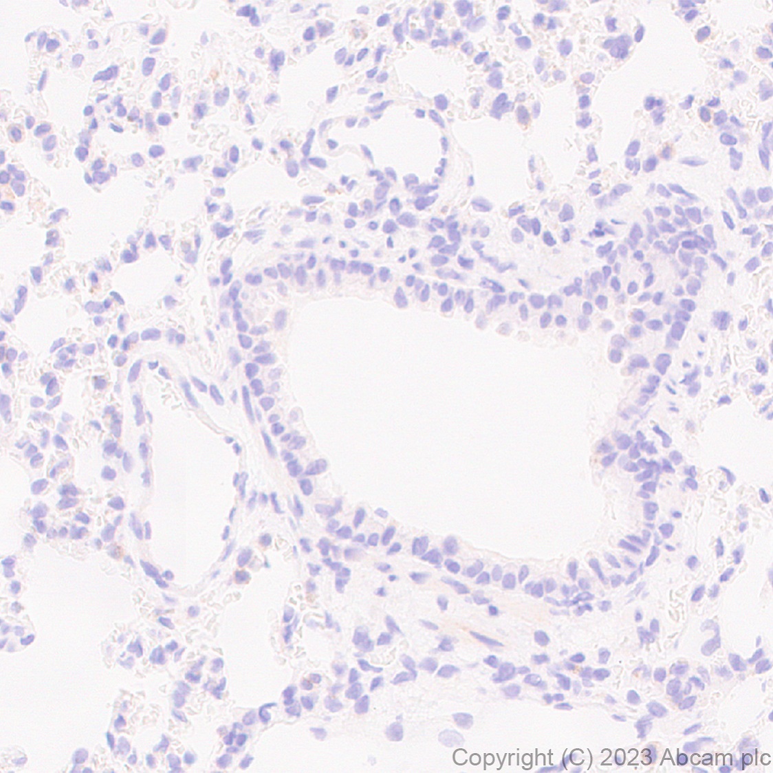 Immunohistochemistry (Formalin/PFA-fixed paraffin-embedded sections) - Anti-MATH2/NEUROD6 antibody [EPR28660-23] (ab315812), expandable thumbnail