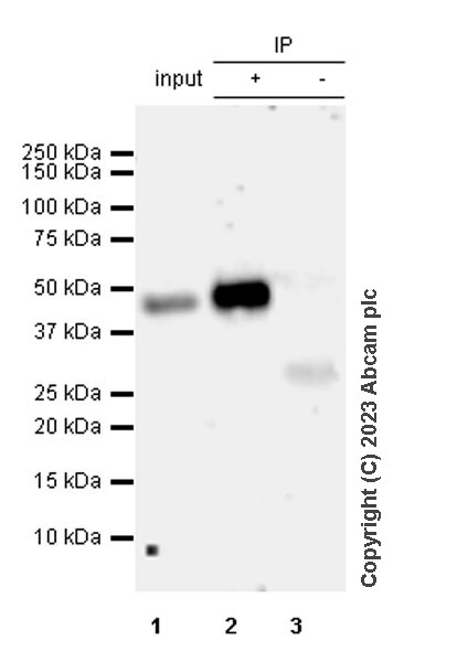 Immunoprecipitation - Anti-MATH2/NEUROD6 antibody [EPR28660-23] (AB315812), expandable thumbnail