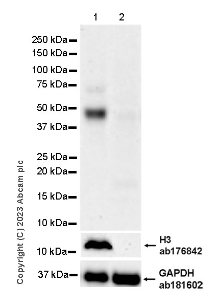 Western blot - Anti-MATH2/NEUROD6 antibody [EPR28660-23] (ab315812), expandable thumbnail